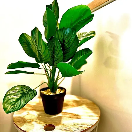 *Tropical*Hyper Centre *Fibre Wifi*Studio Salon-de-Provence Exterior foto